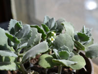 Kalanchoe millotii