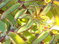 Kalanchoe prolifera