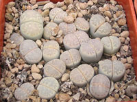 lithops amicorum