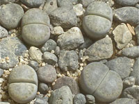 Lithops amicorum