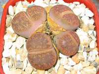 lithops aucampiae