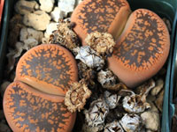 Lithops aucampiae