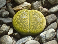 Lithops aucampiae