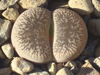 Lithops aucampiae