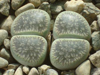 Lithops aucampiae