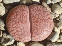 Lithops aucampiae