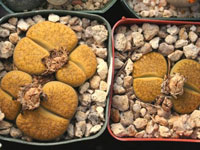 Lithops aucampiae