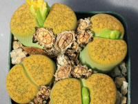 Lithops aucampiae