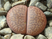 Lithops aucampiae