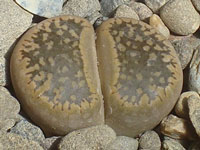 Lithops aucampiae