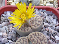 lithops bromfieldii