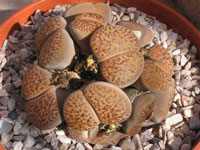 Lithops bromfieldii