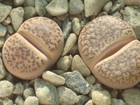 Lithops bromfieldii