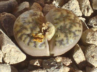 Lithops bromfieldii