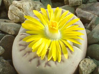 Lithops bromfieldii