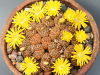 Lithops bromfieldii