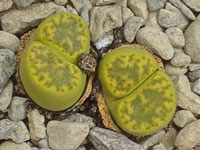 Lithops bromfieldii