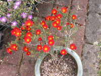 Lampranthus brownii