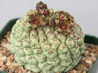 Larryleachia cactiformis