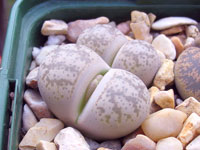 Lithops coleorum