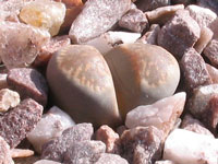 lithops comptonii