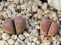 Lithops comptonii