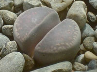 Lithops comptonii