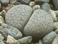 Lithops comptonii