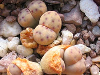 lithops dinteri