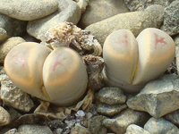 Lithops dinteri