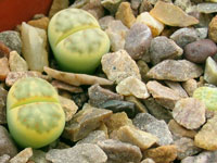 Lithops dinteri