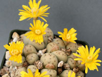 Lithops dinteri