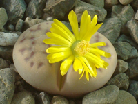 Lithops dinteri