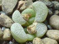 Lithops divergens