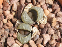 lithops divergens