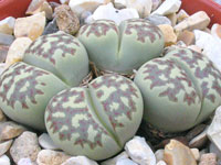 lithops dorothae