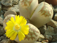 Lithops dorothae