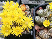 Lithops dorothae