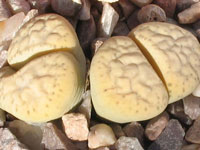 lithops francisci