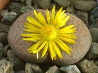 Lithops fulviceps