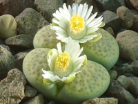 Lithops fulviceps