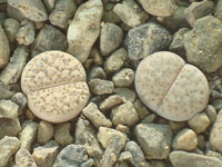 Lithops fulviceps