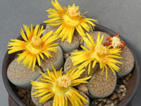 Lithops fulviceps