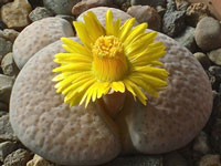 Lithops fulviceps