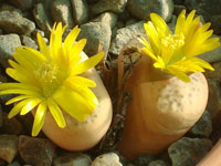 Lithops fulviceps