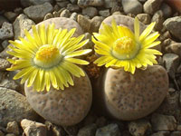 Lithops fulviceps