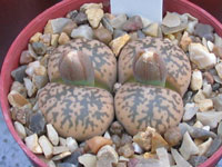 lithops gesinae