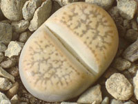 Lithops gesinae