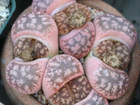 Lithops gesinae