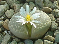 Lithops geyeri